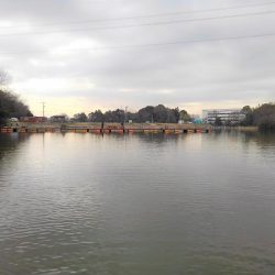 大安トラウトレイク 釣果